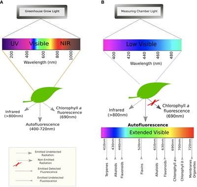 Stress phenotyping analysis leveraging autofluorescence image sequences with machine learning